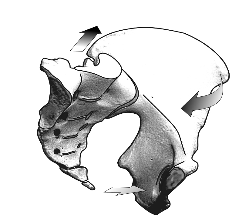 separated stomach muscles. oriented abdominal muscles